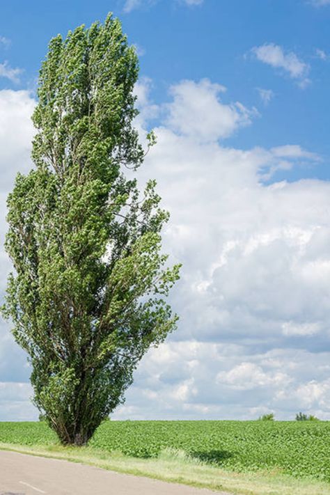 The poplar tree yields a bounty of wood types, each with its own charm. This guide explores eight different types of poplar wood, shedding light on their individual properties and ideal applications. Hardwood Floor Colors, Type Of Wood, Poplar Tree, Tree Study, Kitchen Cabinets And Countertops, Furniture Building, Interior Decorating Styles, Fast Growing Trees, Flooring Trends