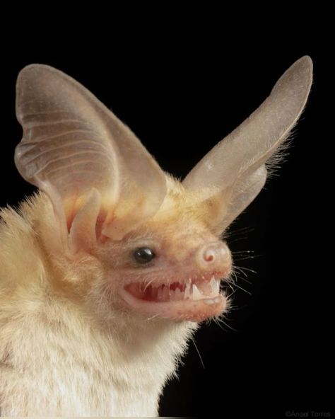 Bat Photography, Bats Animal, Pallid Bat, Bat Reference, Albino Bat, Bat Cute, Cute Bats, Vampire Bats, Bat Species