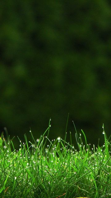 Download wallpaper 360x640 grass, drops, lawn, dew nokia n8, c5, c6, c7, e7, x6 nokia 5800, 5230, 5228, sony ericsson vivaz hd background Summer Wallpaper Phone, Ipad Lock Screen, نباتات منزلية, Grass Background, Grass Wallpaper, Blurred Background Photography, Blur Background Photography, Desktop Background Pictures, Pink Background Images