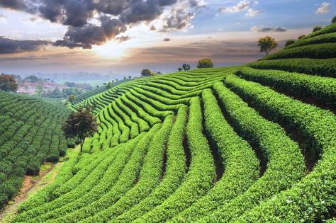 Tea plantations are famous for the designs they create on hillsides. (Photo: zhudifeng/iStock) Teracce Ideas, Terrace Farming, Hillside Farming, Farming Ideas, City Of Petra, Modern Farmer, Tea Farm, Farming System, Tour Around The World