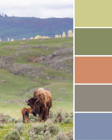 Yellowstone National Park on Instagram: "The varied colors of Yellowstone are inspiring any time of the year! Which is your favorite? 😍 Tell us about some of the moments in Yellowstone that have inspired you! Photos: 1) A newborn bison calf in Lamar Valley 2) A sunset castle geyser eruption 3) A cow elk resting on travertine below Palette Spring 4) A fall day at Sedge Bay on Yellowstone Lake #NPSFW #NPSFashionWeek #ColorPalettes" Yellowstone Color Palette, Yellowstone Lake, Cow Elk, Palette Spring, Lamar Valley, Counseling Office, Fall Day, A Cow, Yellowstone National