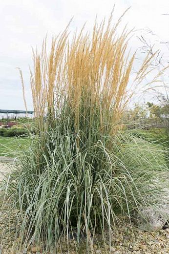 Calamagrostis x acutiflora 'Overdam' (Feather Reed Grass) 120-150h / 60w Calamagrostis Overdam, Garden Proposal, Grass Alternative, Feather Reed Grass, Smooth Hydrangea, Prairie Planting, Brownish Green, Hydrangea Arborescens, Ornamental Grass