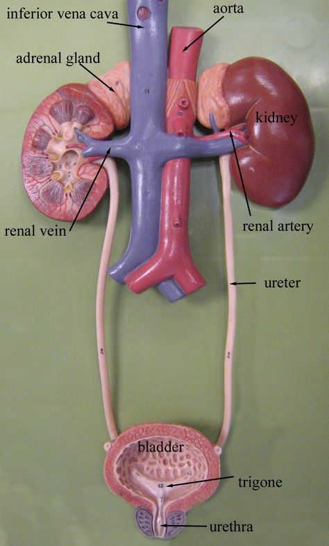 urinary system model Kidney Anatomy, Sistem Saraf, Urinary System, Human Body Organs, Basic Anatomy And Physiology, Biology Facts, Medical Student Study, Human Body Anatomy, Medical School Inspiration