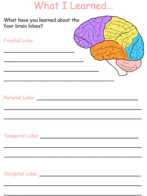 What I Learned about Brain Lobes Worksheet #brain #psychology #science #kids #worksheets #education #learn Brain Psychology, Brain Lobes, About Brain, Occipital Lobe, Science Kids, Frontal Lobe, Biology Facts, Preschool Tracing, Kids Worksheets