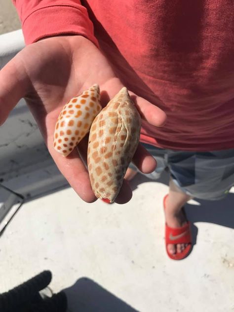 Marco Island Beach, Types Of Shells, Shell Island, Sanibel Island Florida, Visit Florida, Marco Island, Shell Beach, Sanibel Island, Beaches In The World