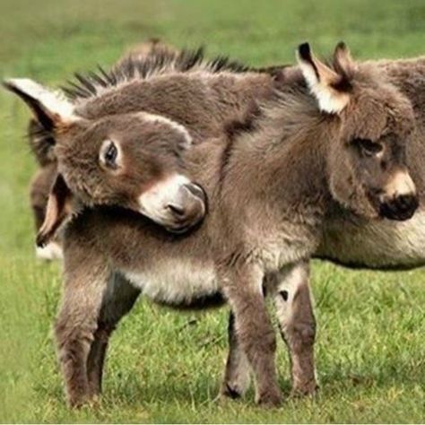 18 mini donkeys that will make you wanna sell your house and move to the country – SheKnows Baby Donkey, Mini Donkey, Miniature Donkey, Cute Donkey, Funny Puppy, Nature Pics, Muddy Paws, Cute Dog Pictures, Earth Nature