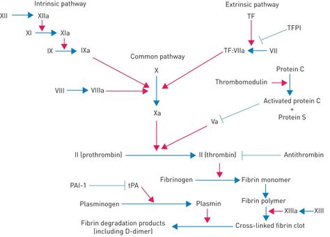 Coagulation and fibrinolysis pathway Nurse Purse, Med Tech, Med School, Line Chart, Make It Simple, Medical, Google Search, Education, Quick Saves