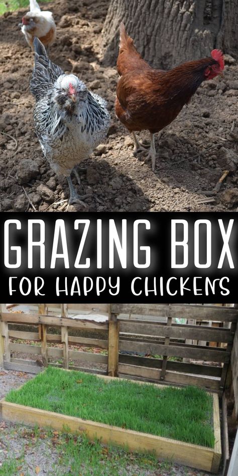 chickens on bare ground + grazing box with grass Grazing Frames For Chickens, Grass In Chicken Coop, Chicken Grass Feeder, Growing Grass In Chicken Coop, Layer Feed For Chickens, Grass Box For Chickens, Chicken Grass Trays, Growing Grass For Chickens, Grass In Chicken Run