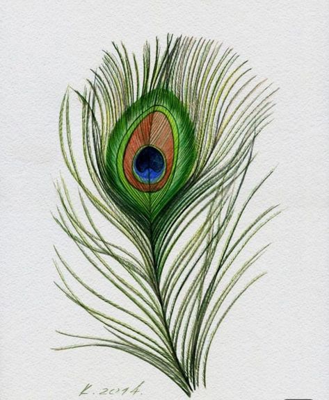 Sketch Realism, Feather Peacock, Peacock Drawing, Birds Watercolor, Feather Drawing, Repurposed Art, Clever Tattoos, Watercolor Birds, Pencil Sketch Images