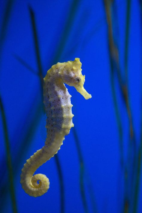 Aesthetic Seahorse, Seahorse Aesthetic, Drawing Seahorse, Seahorse Photography, Sea Animals Tattoo, Seahorse Facts, Seahorse Tank, See Horse, Mammals Animals