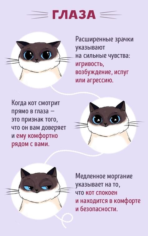 Cat Infographic, Katt Grejer, Cat Whisperer, Cat Language, Söt Katt, Cat Care Tips, Kitten Care, Funny Illustration, Cat Training