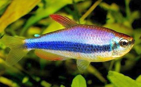 Purple Emperor Tetra (Inpaichthys kerri) Purple Emperor, Tetra Fish, Ikan Air Tawar, Fish Keeping, Tropical Fish Aquarium, Tropical Fish Tanks, Discus Fish, Fish Feed, Different Fish