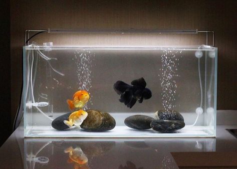 Aquaponics Garden, Fish Bowl Decorations, Aquarium Craft, Desktop Aquarium, Frog Terrarium, Goldfish Aquarium, Fish Tank Themes, Aqua Tank, Wall Aquarium