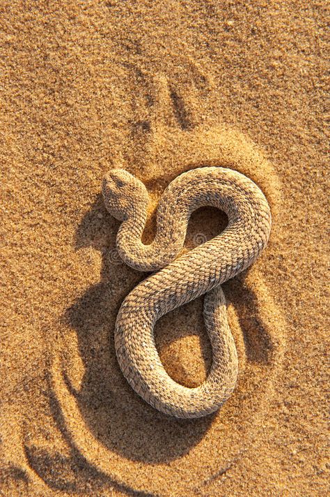 Snake 2. A snake lying on the desert sand of Namibia , #Aff, #snake, #Snake, #lying, #Namibia, #sand #ad Desert Animal Photography, Snake In Nature, Desert Sand Aesthetic, Simple Gold Studs, Snake Aesthetic, Sand Snake, Sand Aesthetic, Gold Layering Necklaces, Desert Snake