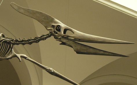 Pterosaur Pterodactyl Skeleton, Realism References, Gourd Sculpture, All Dinosaurs, Dinosaur Skeleton, Garbage Bin, Prehistoric Creatures, Animal Skulls, Tattoo Inspo