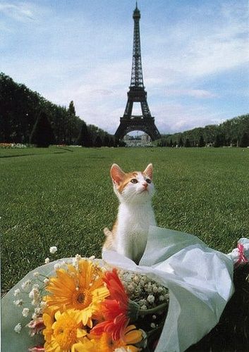 Just hanging around France. Cats In Paris, Cat In Paris, Case Board, Paris Cat, Cat Wedding, Animal Antics, Kitty Cats, Vintage Cat, 귀여운 동물