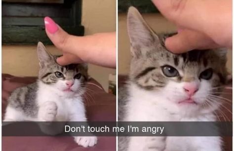 Adorable Cat Snaps For Your Caturday Pleasure Gatos Cool, Sassy Cat, Girl Cat, Cat Meme, Funny Animal Jokes, Funny Animal Memes, Funny Cute Cats, Animal Jokes, Touch Me