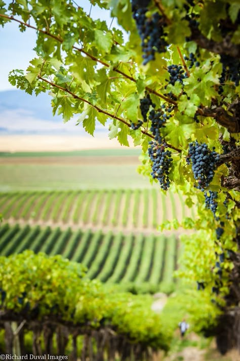 Aesthetic Vineyard, Harvest Poems, Grape Orchard, Grape Vineyard Photography, Vineyard Photography Landscape, Grape Harvest Photography, Vineyard Photography, Grape Vineyard, Vineyard Art