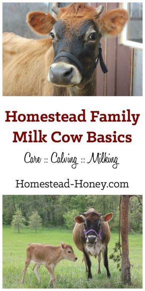 Cows Homestead, Homesteading Goals, Family Milk Cow, House Cow, Homestead Family, Milking Cow, Attainable Sustainable, Farming Animals, Homestead Skills