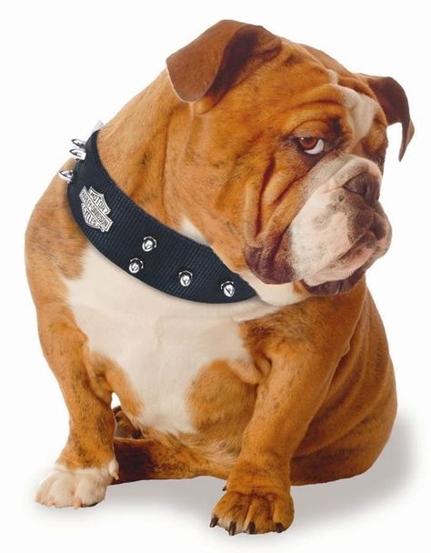 Baggy Bulldogs, Puppy Obedience Training, Dog Behavior Training, Positive Dog Training, Easiest Dogs To Train, Basic Dog Training, House Training Dogs, 강아지 그림, Dog Training Techniques