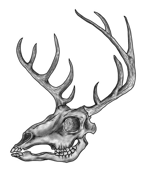 Drawings Of Deer Skulls | Free Download Clip Art | Free Clip Art ... Drawings Of Deer, Deer Skull Drawing, Draw A Deer, Animal Skull Drawing, Deer Eyes, Elk Skull, Deer Skull Tattoos, Deer Skull Art, Deer Sketch