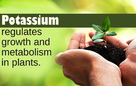 How to Add Potassium to Plants - That Garden Guru Potassium Deficiency, Plant Benefits, Plant Tissue, Pepper Plants, All Vegetables, Tomato Plants, Planting Vegetables, Organic Matter, Veggie Garden