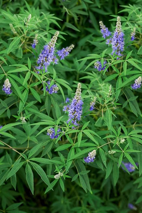 Chaste Tree Benefits, Chase Tree, Blue Bushes, Vitex Tree, Vitex Agnus Castus, Agnus Castus, Chaste Tree, Southern Garden, Anti Mosquito