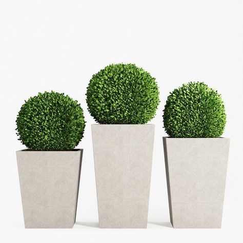 Boxwood topiary balls in tall planters Boxwood In Planter, Pom Pom Topiary, Licuala Grandis, Boxwood Bush, Topiary Balls, Boxwood Topiary, Fan Palm, Tall Planters, Outdoor Planters