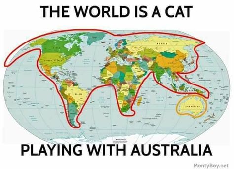 The World Is a Cat Playing With Australia Funny Cat Compilation, Funny Cat Memes, Funny Cat Pictures, Cat Playing, Funny Animal Pictures, Really Funny Memes, Animal Memes, Cat Pics, Funny Cute