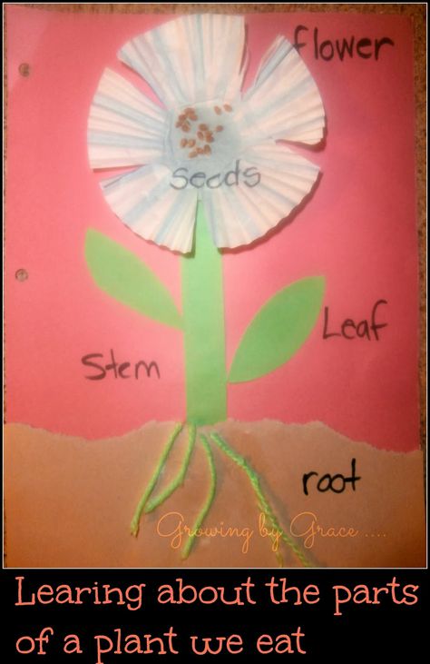 Must try this Plant & Seed unit by Growing by Grace. Lots of fun ideas for gr.1-3 but could be adapted for kindergarden too. Preschool Garden, Plants Unit, April Crafts, Plant Activities, Watch Me Grow, Spring Preschool, Creative Curriculum, Pre K Activities, Plant Growing