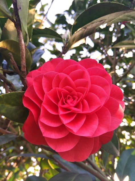 Una hermosa camelia para ti 😘 Visita www.lagranepoca.com Angel Plant, Pretty Flowers Photography, Camellia Plant, Flower Symbol, Camellia Flower, Unusual Flowers, Balloon Flowers, Beautiful Flowers Wallpapers, Beautiful Rose Flowers