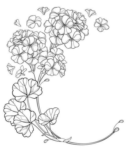 Pelargonium Tattoo, Geranium Tattoo, Hydrangea Tattoo, Visual Library, Geranium Flower, Zodiac Sign Tattoos, Flower Drawing Design, Logo Floral, Floral Embroidery Patterns