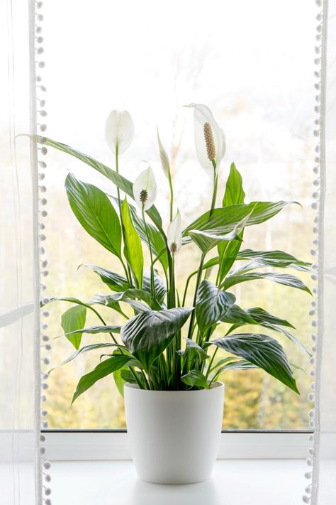 DIY dehumidifier: 5 simple ways to reduce moisture in your home | Better Homes and Gardens Houseplants Decor, Image Rock, Home Sanctuary, Organised Home, Dehumidifiers, Peace Lily, A Beautiful Life, Family Pets, White Crystals