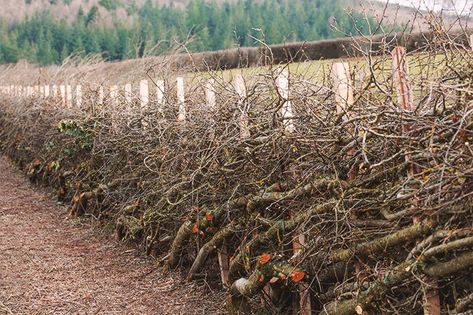 A brief insight into the ancient craft of hedgelaying by Daniel Butler, author of How to Plant a Tree; written exclusively for Merchant & Makers. English Hedgerow, Hedgerow Fence, Garden Scooters, Medicine Garden, Garden Gates And Fencing, Natural Fence, Living Fence, Farm Plans, Farm Fence