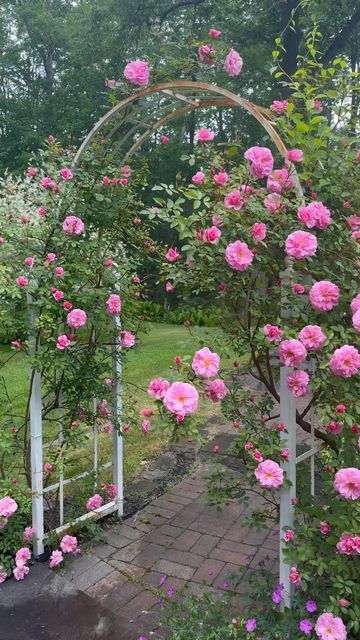 Erin Clark ~ Cottage Gardens on Instagram: "Even beautiful on a misty morning in Maine… John Davis Climbing Roses are in their glory. My absolute favorite time in the cottage gardens… • • #roses #climbingroses #arbor #cottagegarden #cottagegardenlove #mycottage #mycottagegarden #englishcottagegarden #cottagegardening #gardensofinstagram #courtyardgarden #perennialgardens #gardenanswer #countrygardens #gardengatemagazine #thecottagejournal #gardeninspiration #unbelievablegardens #cottagesandbungalows #homeandgarden #thehappygardeninglife #gardendesign #romanticgardendreams #countrygarden #gardenplanning #gardengreatorsmall #betterhomesandgardens #clarkcottagegardens #cottagecore" Clark Cottage Garden, Rose Cottage Garden, Small Rose Garden Ideas, Small Cottage Garden, Dreamy Backyard, John Davis, Blue Patio, Garden Inspo, Cottage Garden Design