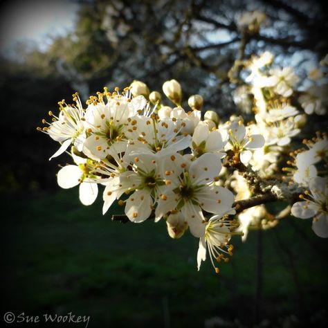 White hawthorn blossom - photos by Sue Wookey Hawthorn Blossom, Spring Blossom, Tattoo Idea, Nature Inspiration, Blossom, Photographer, White, Nature