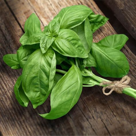 Marjoram Substitute, Basil Health Benefits, Fresh Basil Recipes, Apple Cider Vinegar Rinse, Vinegar Rinse, Growing Basil, Basil Recipes, Basil Plant, Organic Apple Cider