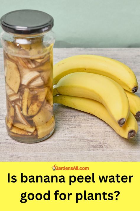 Is banana peel water good for plants? Banana Skin Fertilizer, Banana Peel Water For Plants, Banana Peels For Plants, Liquid Fertilizer For Plants, Banana Fertilizer, Uses For Banana Peels, Banana Peel Fertilizer, Banana Plant Care, Banana Peel Uses