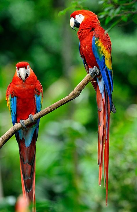 Parrot Wallpaper, Scarlet Macaw, Colourful Birds, Macaw Parrot, Colorful Parrots, Animal Reference, Parrot Bird, Parakeets, Animal References