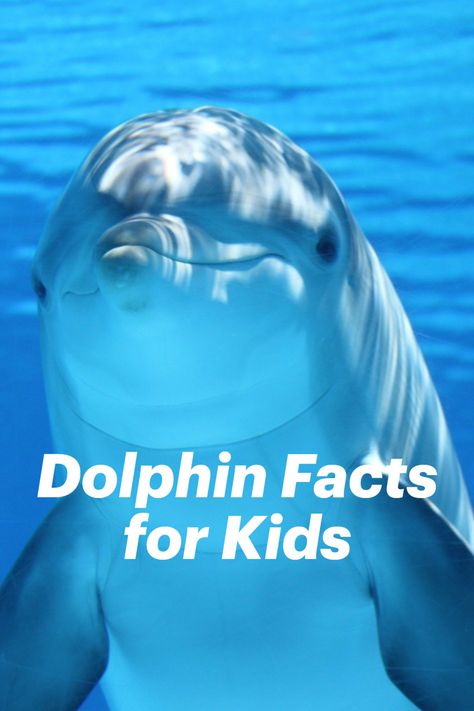 Dolphin Projects For Kids, Dolphin Party Games, Dolphin Facts For Kids, Dolphin Project, Dolphin Habitat, Weird Animal Facts, Ocean Explorer, Animal Facts Interesting, Animal Facts For Kids