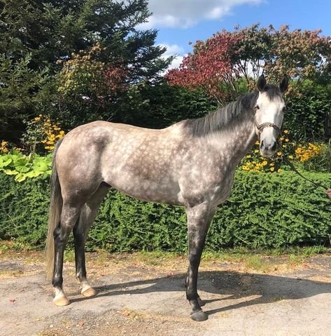 A Truecrest portrait taken before he left with his forever person Shelley! We are so grateful to trainer Steve Attard and owner Irving Langill for donating this guy to us! Happy trails! #ottb #longrun_tb #horses #horse #equine #equestrian #instahorse #thoroughbreds Ottb Horses, Forever Person, Farm Ideas, Happy Trails, He Left, Thoroughbred, So Grateful, This Guy, Sims 4