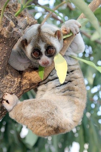 Slow Loris Margay Cat, Elephant Shrew, Slow Loris, Dangerous Animals, Nocturnal Animals, Endangered Animals, Primates, Animals Of The World, Lynx