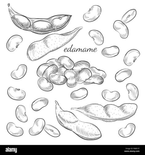 Edamame Tattoo, Soybean Drawing, Beans Drawing, Bean Illustration, Bean Drawing, Bean Tattoo, Bean Pods, Edamame Beans, Sketches Easy