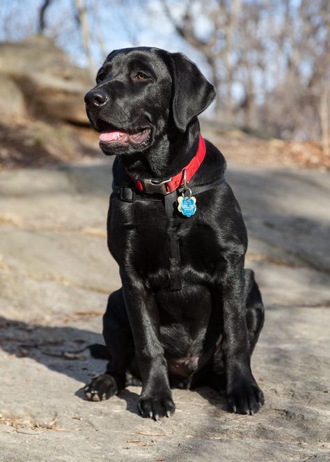 Black Labrador Dog, Psy I Szczenięta, Black Labrador Retriever, Dog Exercise, Black Lab Puppies, Lab Dogs, Black Labs, Labrador Retrievers, Lab Puppies