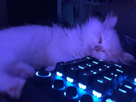 Music Cat Aesthetic, Cat Keyboard, Animal Pfp, Keyboard Wallpaper, Gamer Cat, Cat Dark, Cat Profile, Gorgeous Cats, Playlist Covers