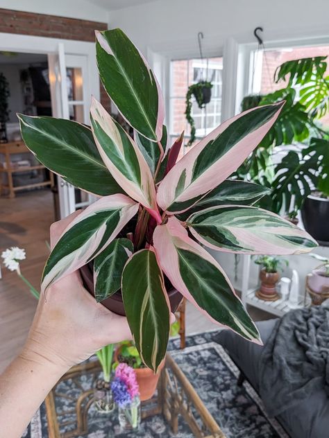 Pink Leaves Plants, Cast Iron Plant Indoor, Garden Veranda Ideas, Pink Leaf Plant, Stromanthe Triostar, Safe House Plants, Plant Leaves Turning Yellow, Plant Obsession, Plant Person