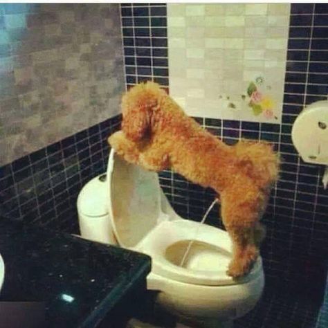 Dog peeing in toilet potty humor Dog Potty Training, Dog Pee, Anaconda, Funny Animal Pictures, Animal Photo, Toilet Seat, Super Funny, Bones Funny, My Dog