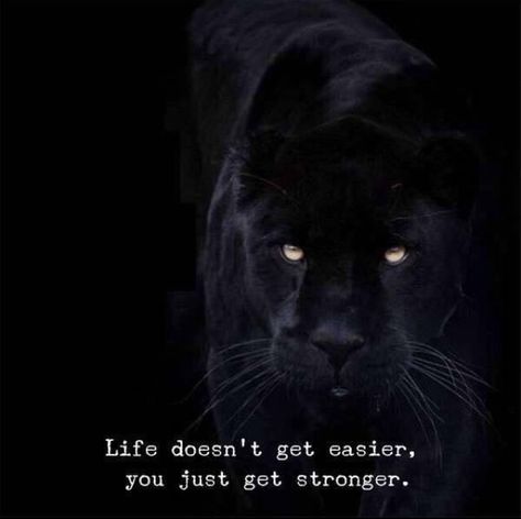 Panther Quotes, Panther Pictures, Manifestation Prayer, Animal Spirit Guide, Lion Quotes, Witch Pictures, Black Quotes, Animal Spirit, Black Lion