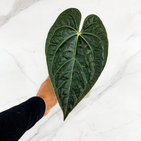 🪴Anthurium Crystallinum x Anthurium Luxurians . . Shop rare houseplants and more⬇️ Save 10% on all plants 🪴 www.plantlifelex.com - Link in bio! Checkout code: EASTER24 . Visit the link in my bio for my YouTube channel, TikTok, Amazon favorites and discount codes🤍 . #houseplants #plants #plantsofinstagram #plantlover #indoorplants #houseplantsofinstagram #plantlife #plantstagram #plantaddict #plantlove #indoorplant #plantsplantsplants #plantsmakepeoplehappy #plantlifelex #planttips #plantv... Anthurium Luxurians, Rare Houseplants, Anthurium Crystallinum, Amazon Favorites, All Plants, Discount Codes, Plant Life, Plant Lover, My Youtube Channel