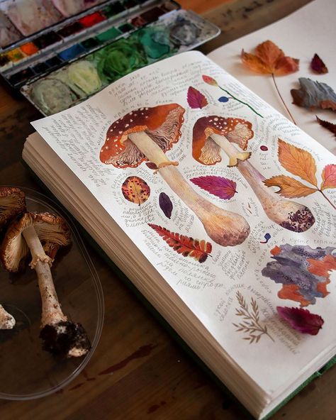 Fungi Painting, Anniversary Infographic, Kunstjournal Inspiration, Botanical Sketchbook, Drawing Watercolor, Arte Sketchbook, Mushroom Art, Sketchbook Journaling, Sketchbook Inspiration